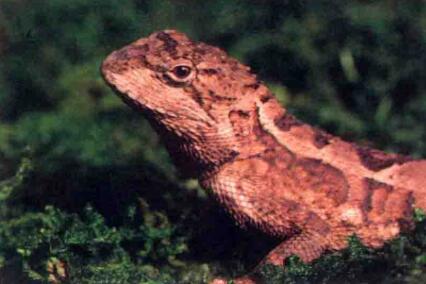  p>草绿龙蜥(学名: i>japalura flaviceps /i>)是鬣蜥科,龙蜥属的爬行