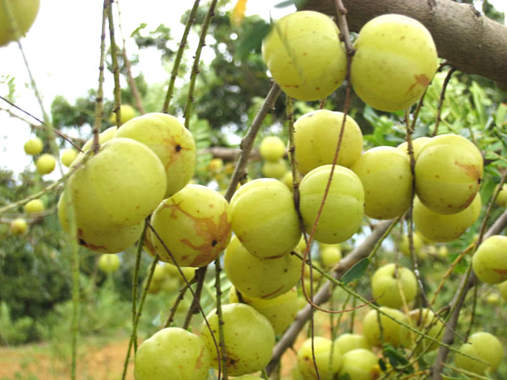 大玉余甘果生态园