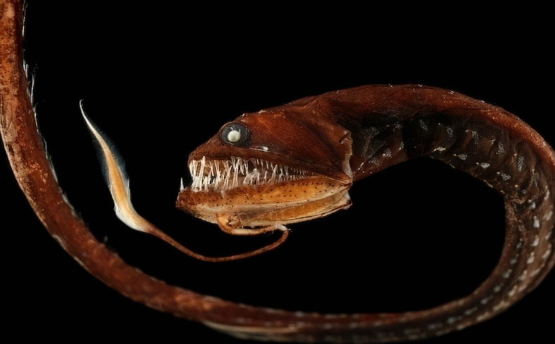 tostomias /i>, a target="_blank" href="/item/巨口鱼目/4007816"