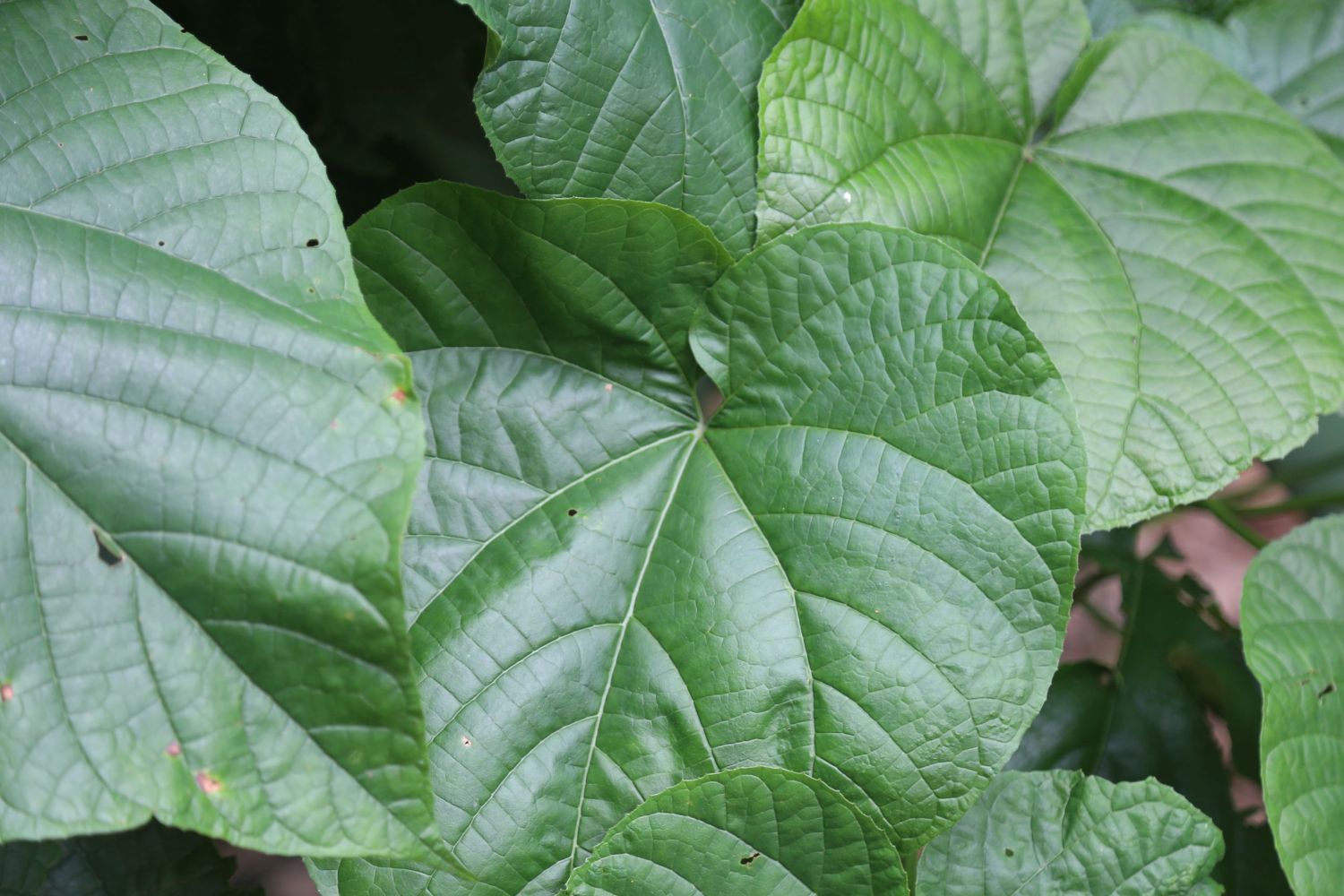 赪桐（唇形科大青属植物）_百度百科