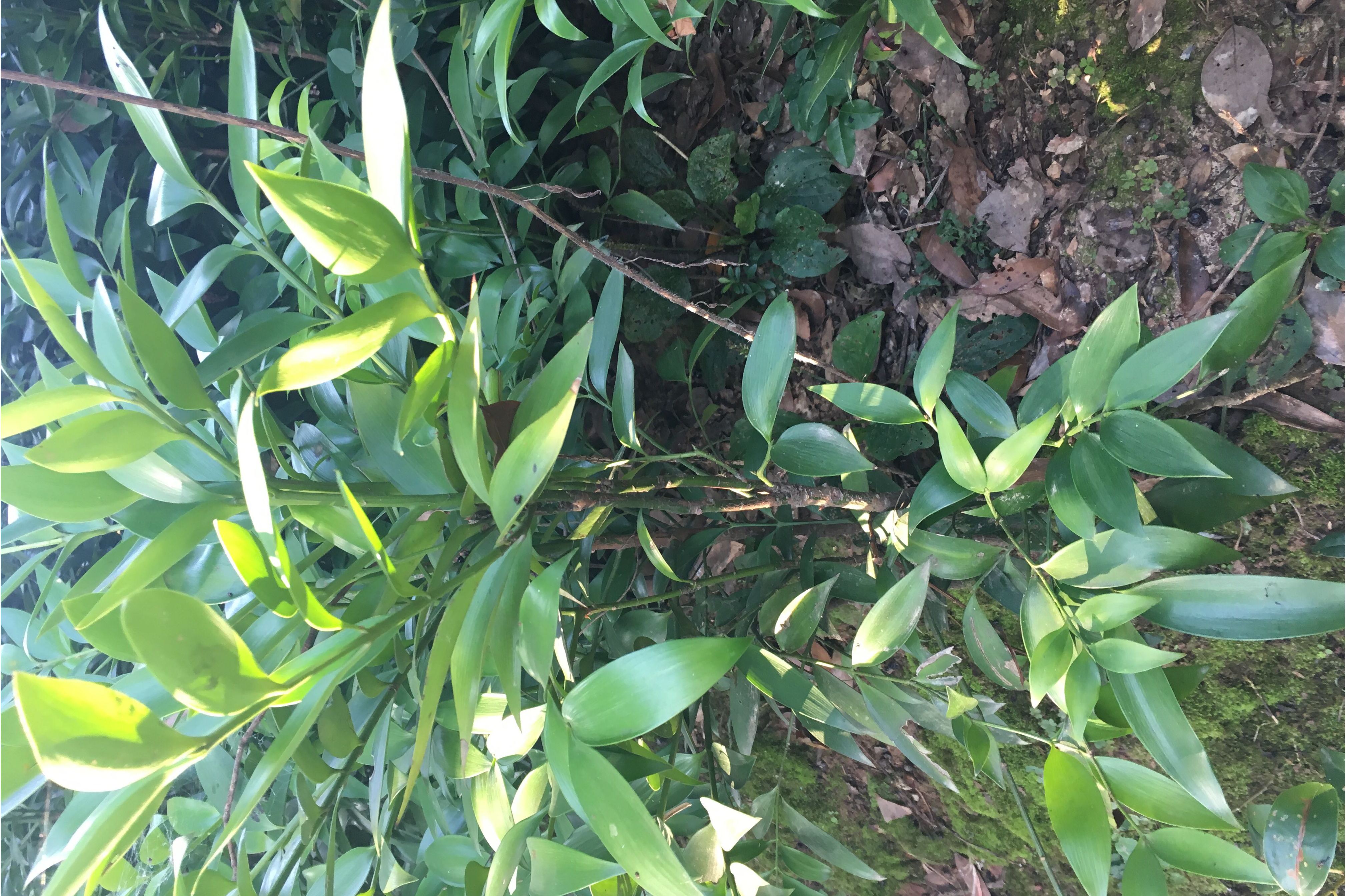  p>狭叶类竹柏是一种竹柏科类竹柏属植物. /p>