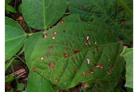 大豆紫斑病
