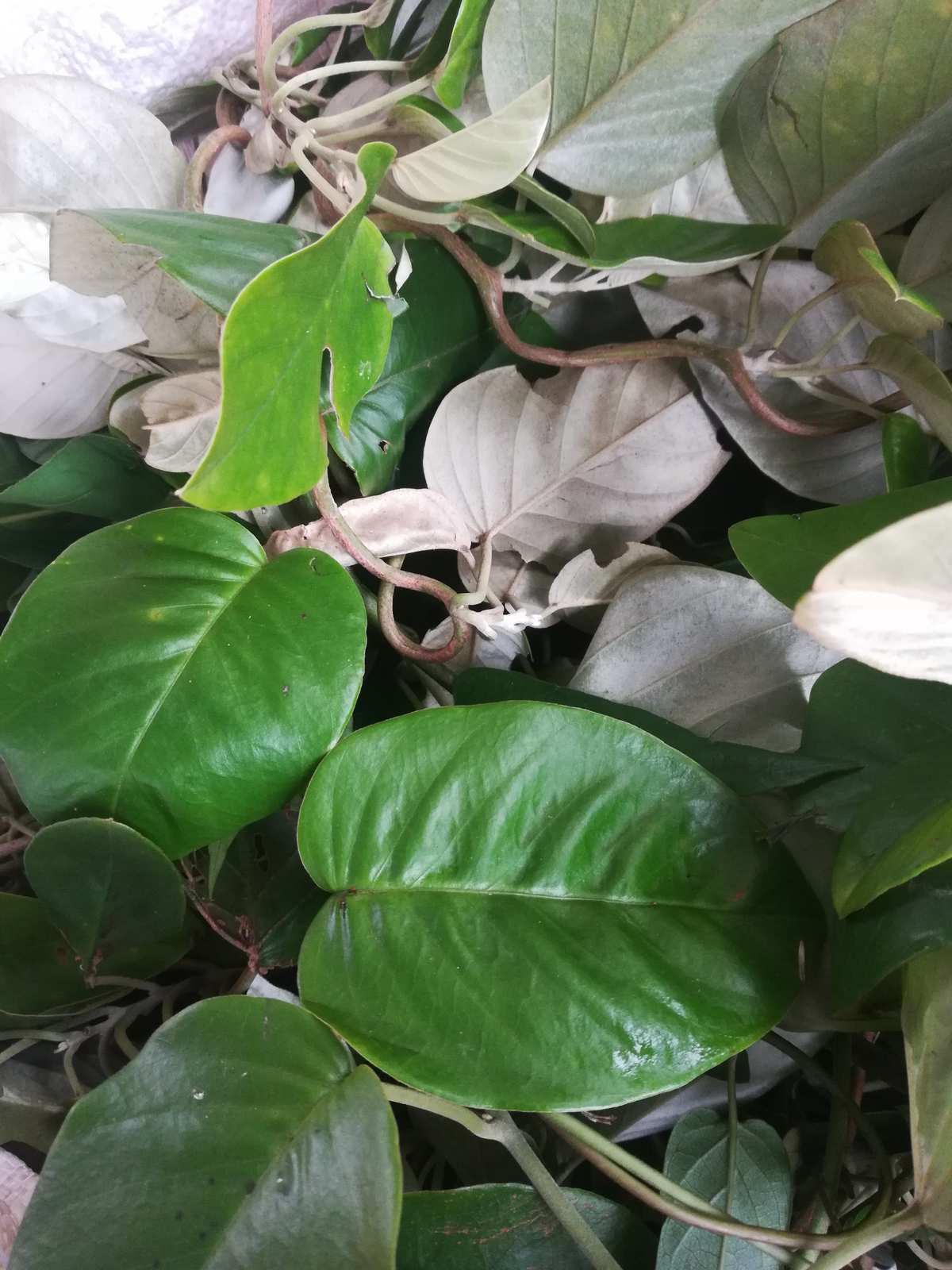  p data-id="tzzp69ymxudl">白鹤藤( i>argyreia acuta /i> lour.