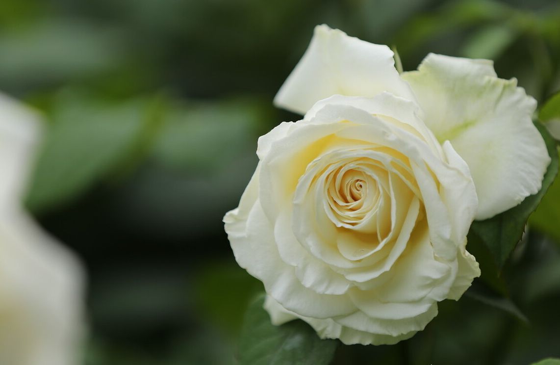  p>月季白珍珠是 a target="_blank" href="/item/蔷薇科/1121901"