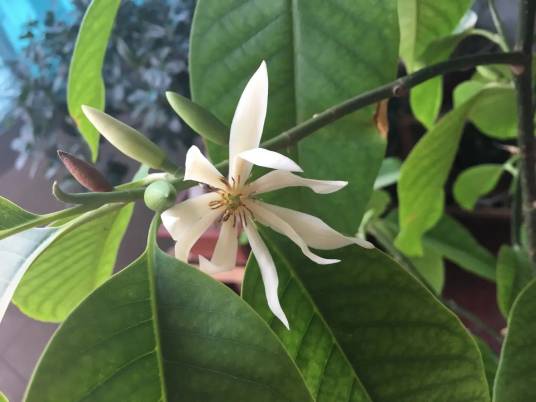 白兰（木兰科含笑属植物）_百度百科