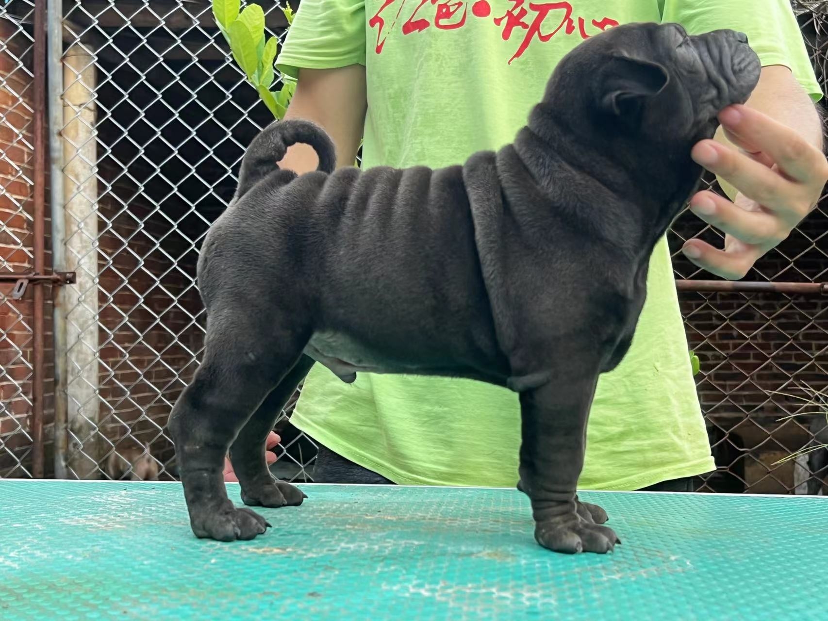 骨嘴沙皮犬