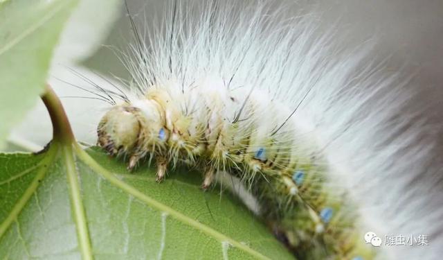 学名porthesia euproctis similis xanthocampa dyar,又名黄尾白毒蛾