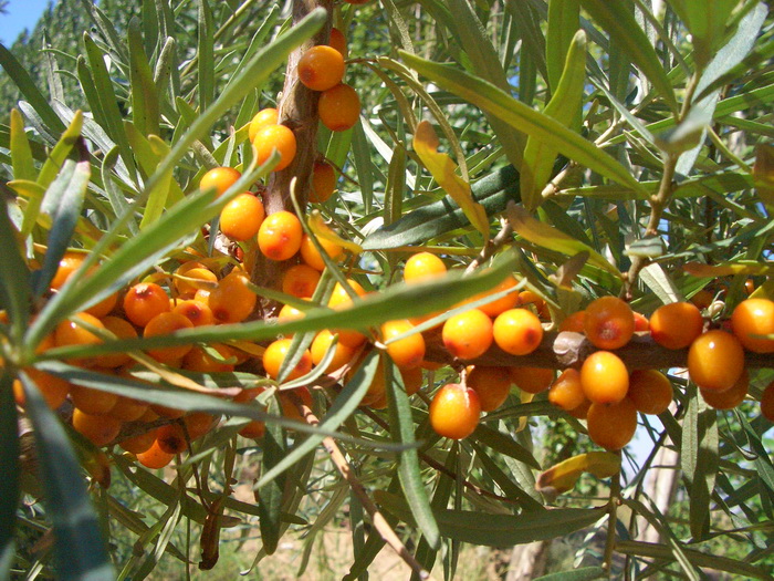 中国沙棘无性系042