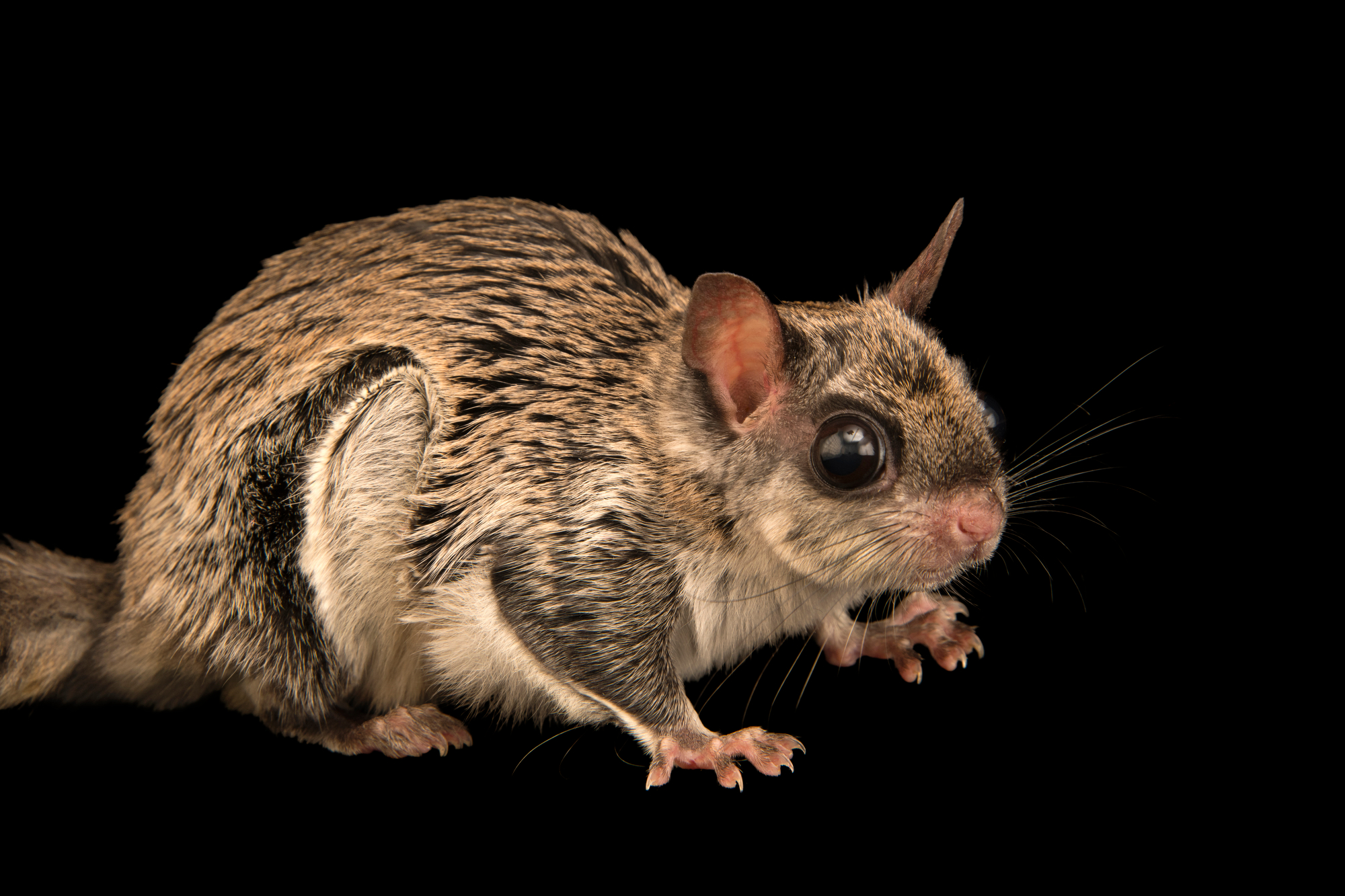 黑白飞鼠丽江亚种