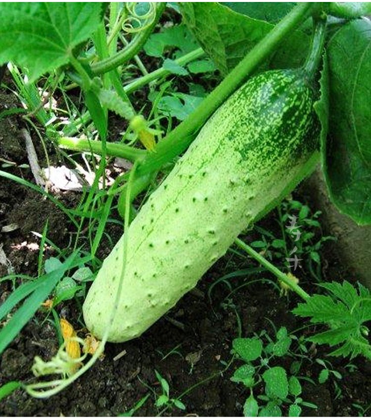  p data-id="taa3essrlevr">爬地黄瓜是一种黄瓜种质,种子来源于四川