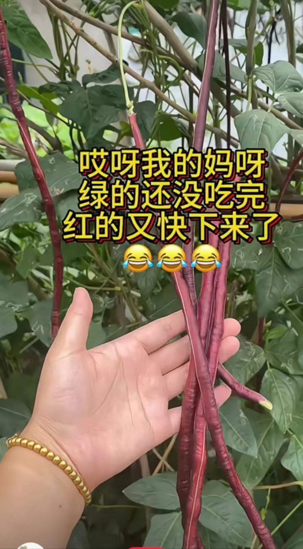全国第一豆橛子大省：吃到崩溃，无路可退_百科TA说