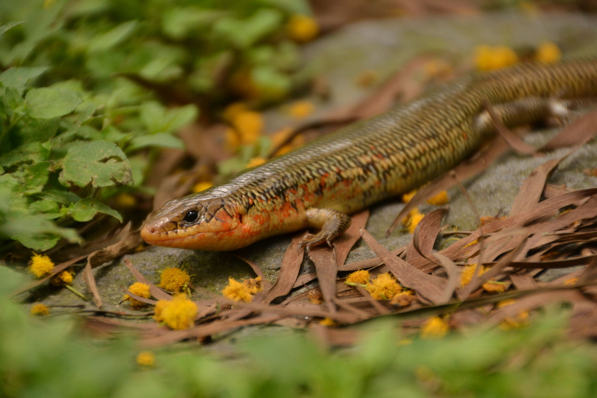 9l5o">中国石龙子(学名: i>plestiodon chinensis /i>)为石龙子科 a
