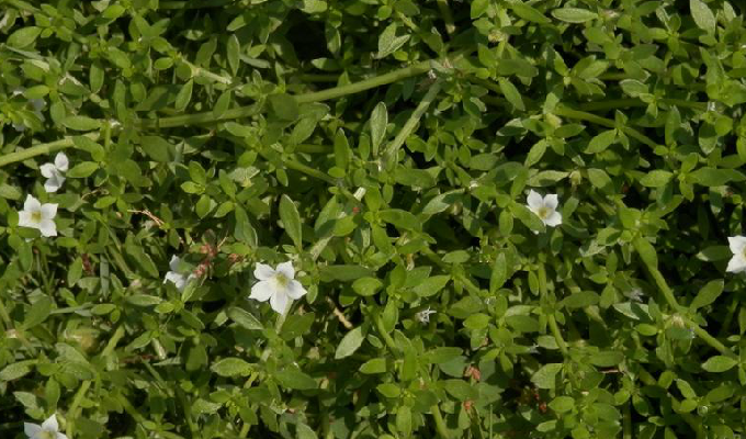  p>小牙草属,茜草科,10种,分布于热带亚洲,大洋洲和太平洋岛屿,其中小