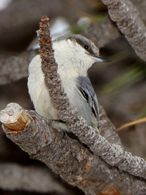  p>侏儒鳾(学名:sitta pygmaea)是小型 a target="_blank" href="