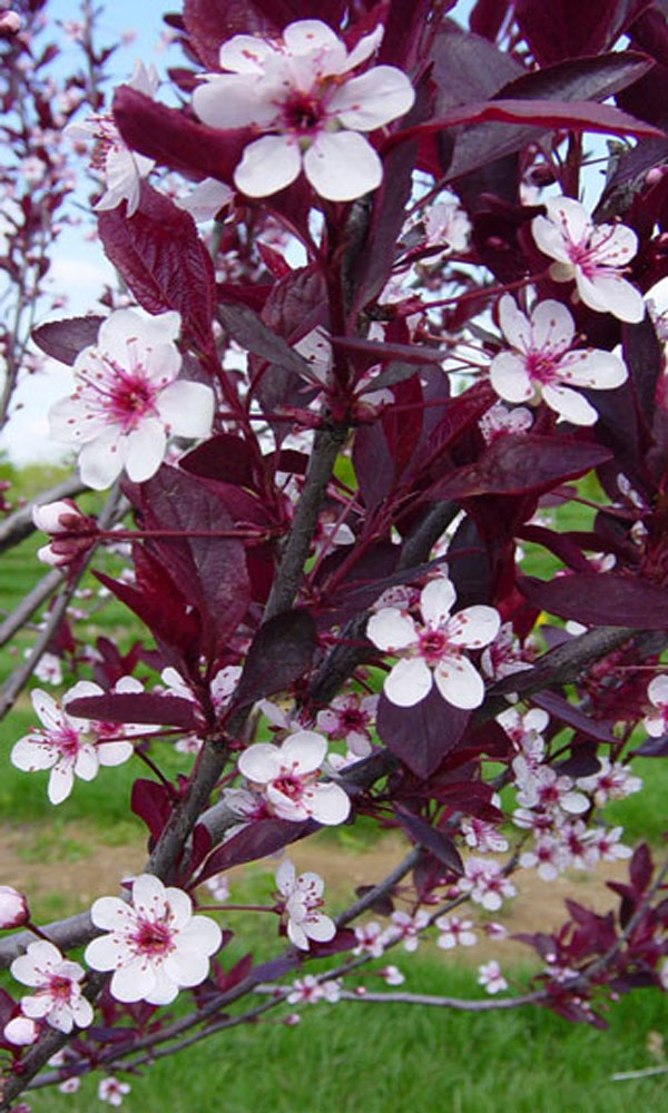  p>阿肯色蔷薇(学名: i>rosa /i>  i>arkansana /i> porter):是双子叶