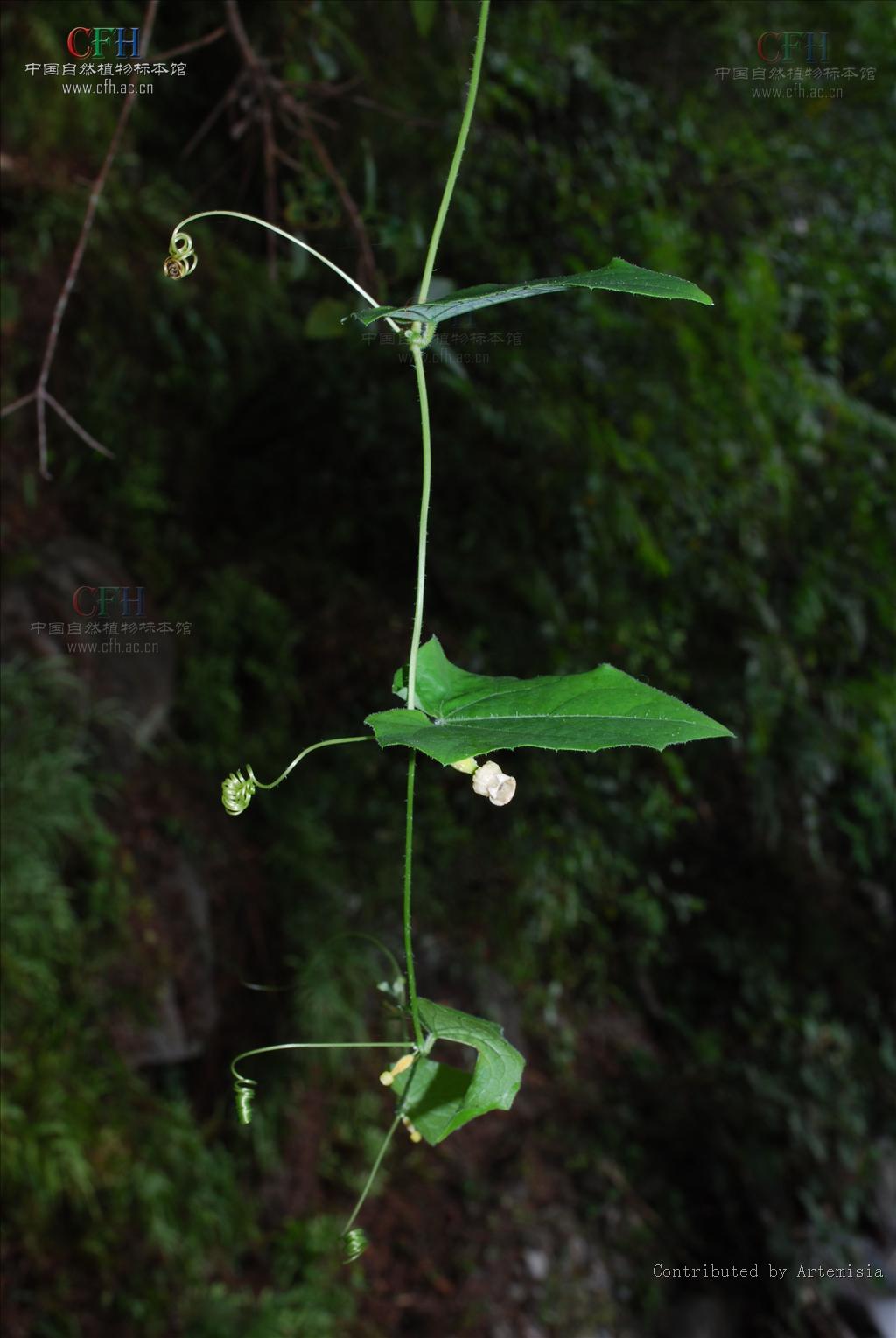  p>茅瓜属(学名:solena lour.)葫芦科多年生攀援草本,具块状根.