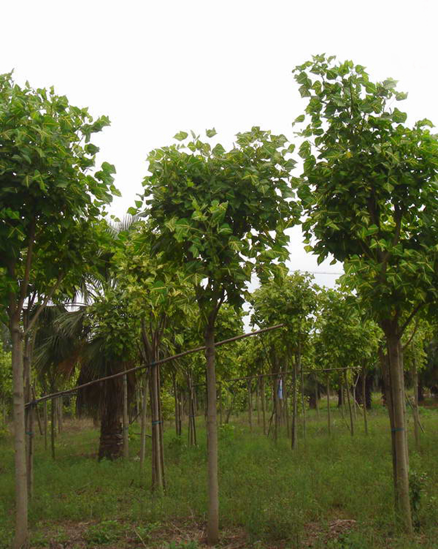  p>金脉刺桐(学名: i> /i> i>erythrina variegata &#39;parcell