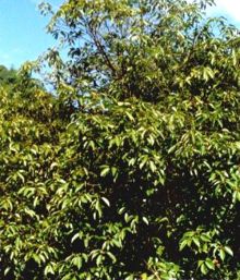 青冈（壳斗科栎属植物）_百度百科