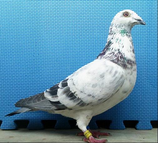  p data-id="svfxgdrr0n4r">麒麟花鸽是信鸽品种. /p>