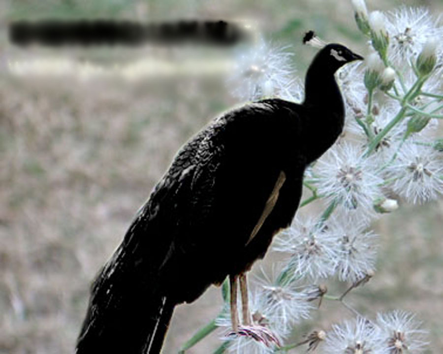  p data-id="gnbkvjhy3y">黑孔雀(拉丁学名pavo