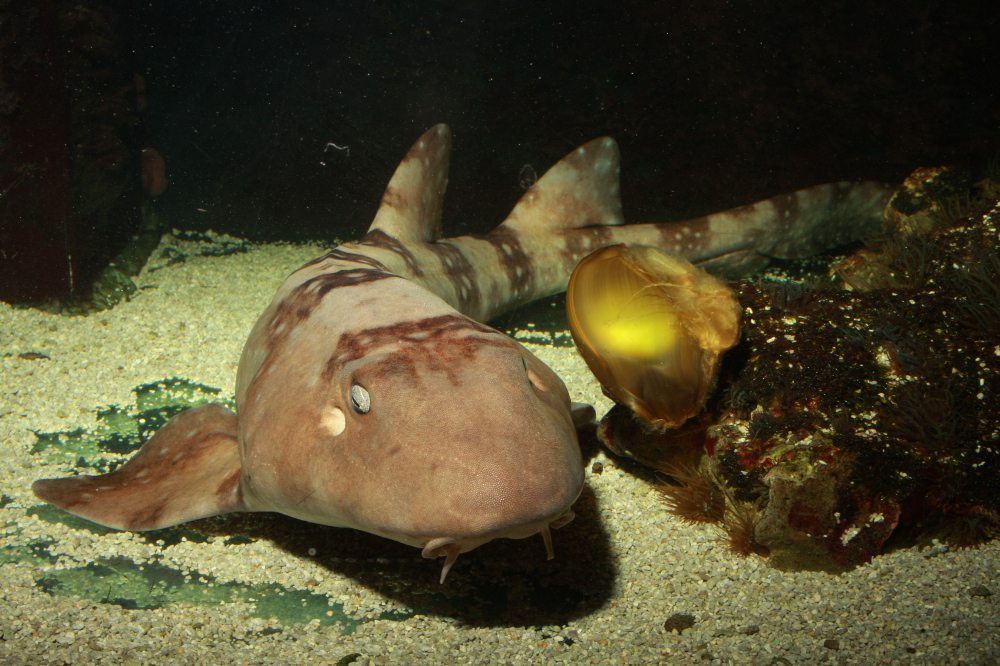  p>条纹斑竹鲨(学名: i>chiloscyllium plagiosum /i>)是须鲨科,斑竹