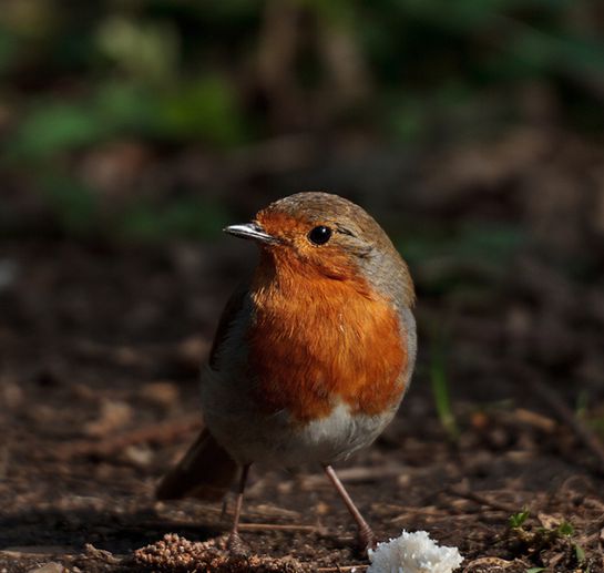  p>红胸鸲(学名: i>erithacus rubecula melophilus /i>),又叫 a