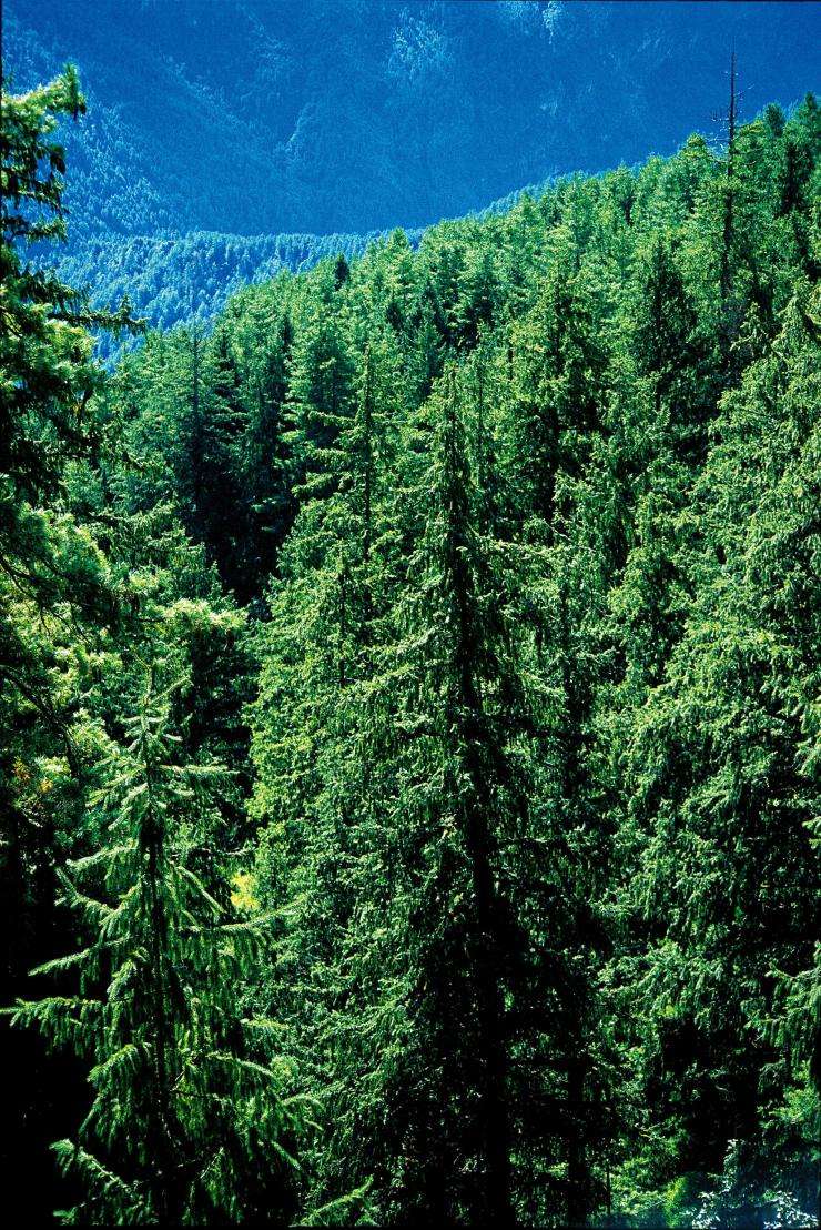  p>丽江云杉(学名: i>picea likiangensis /i> (franch.) pritz.