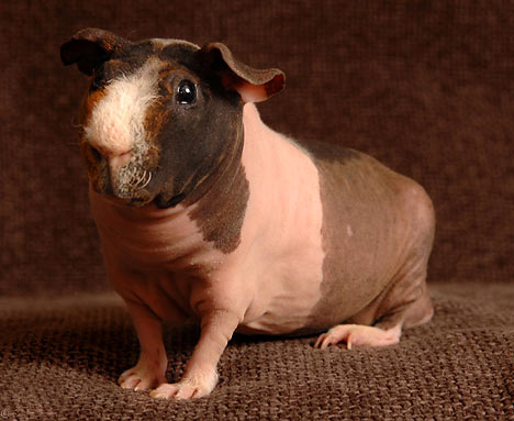 hairless guinea pigs