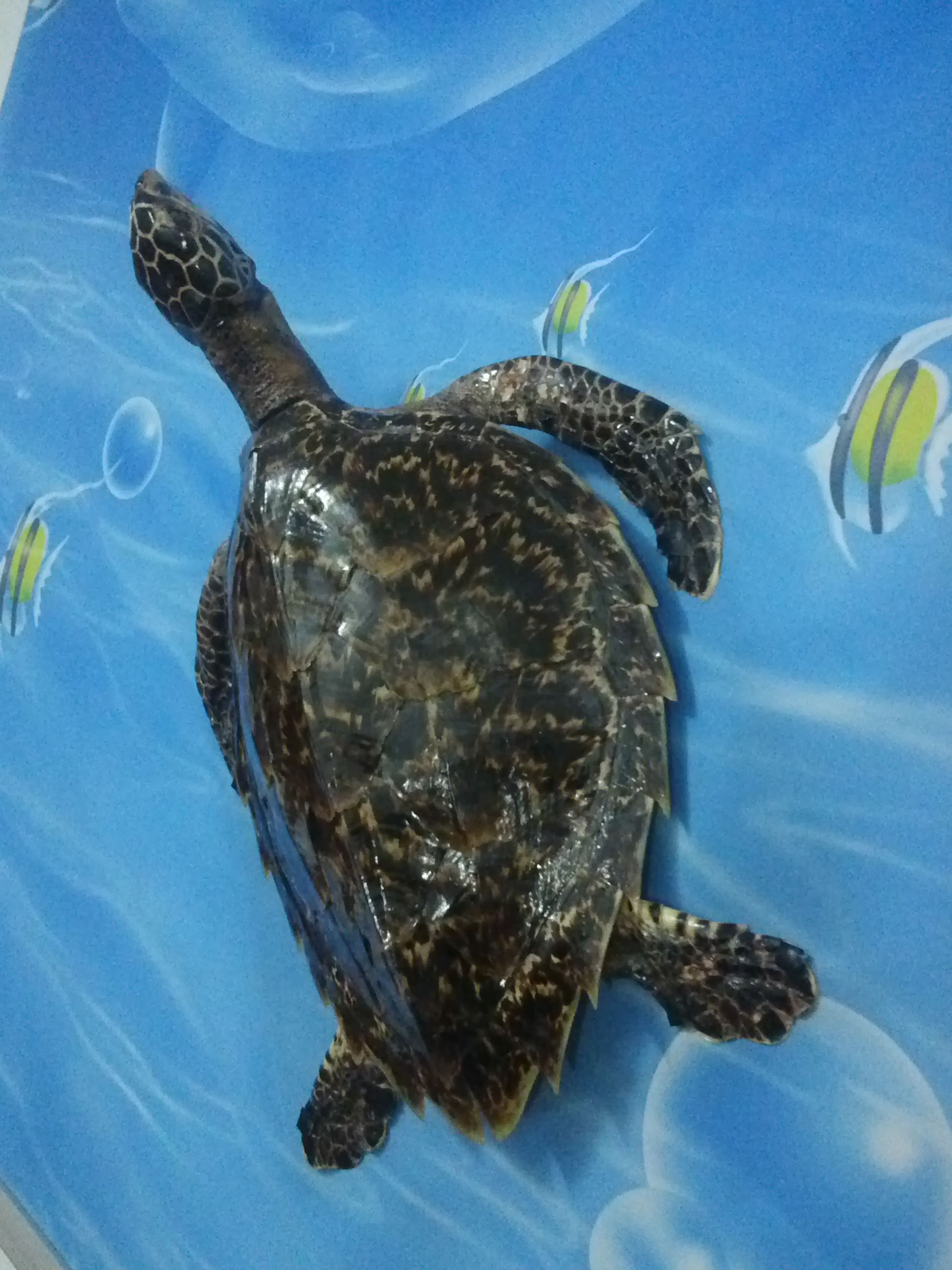 动物(nekton)是指在水层中能克服水流阻力自由游动的水生动物生态类群