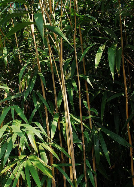  p> a target="_blank" href="/item/台湾矢竹/2468212" data-lemmaid