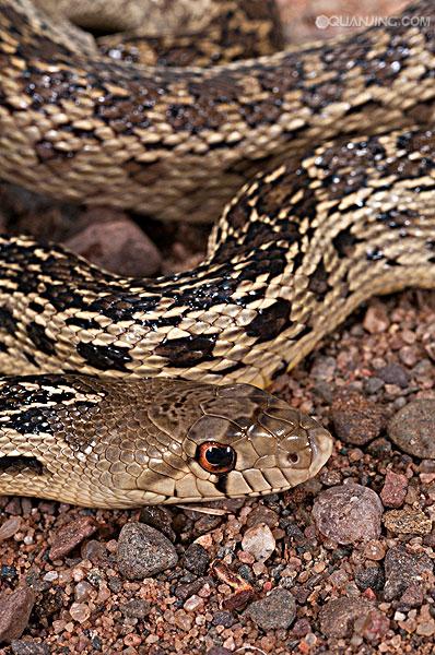  p>游蛇科 (colubridae)动物, a href="#" data-lemmaid="8074290">学