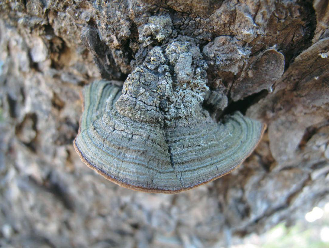  p>苹果木层孔菌又称李针层孔菌.