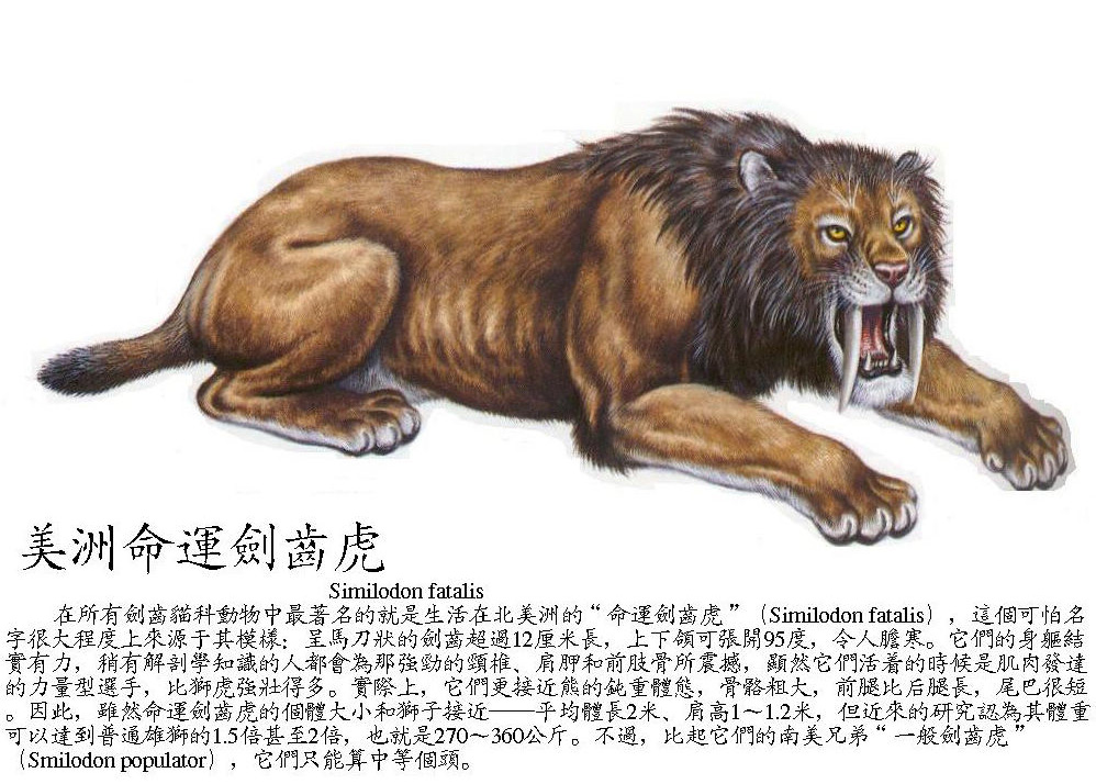 猎猫科