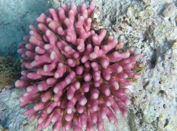  p>鹿角杯形珊瑚(学名: i>pocillopora damicornis /i>):是珊瑚纲,杯