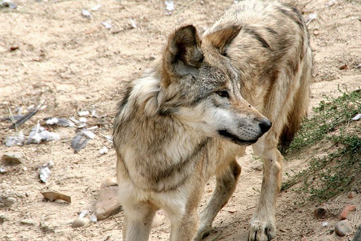 也被称为育空狼,是由动物学家丹尼尔·艾略特在1905年列为灰狼亚种
