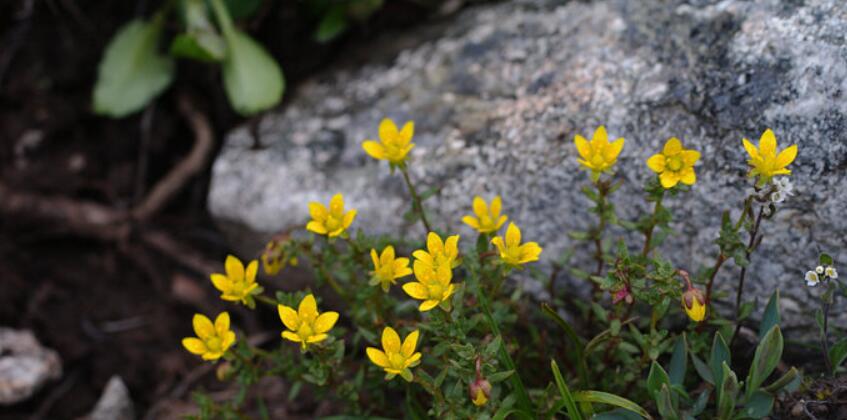 是 a href="#" data-lemmaid="2546629">虎耳草科 /a>,虎耳草属下的