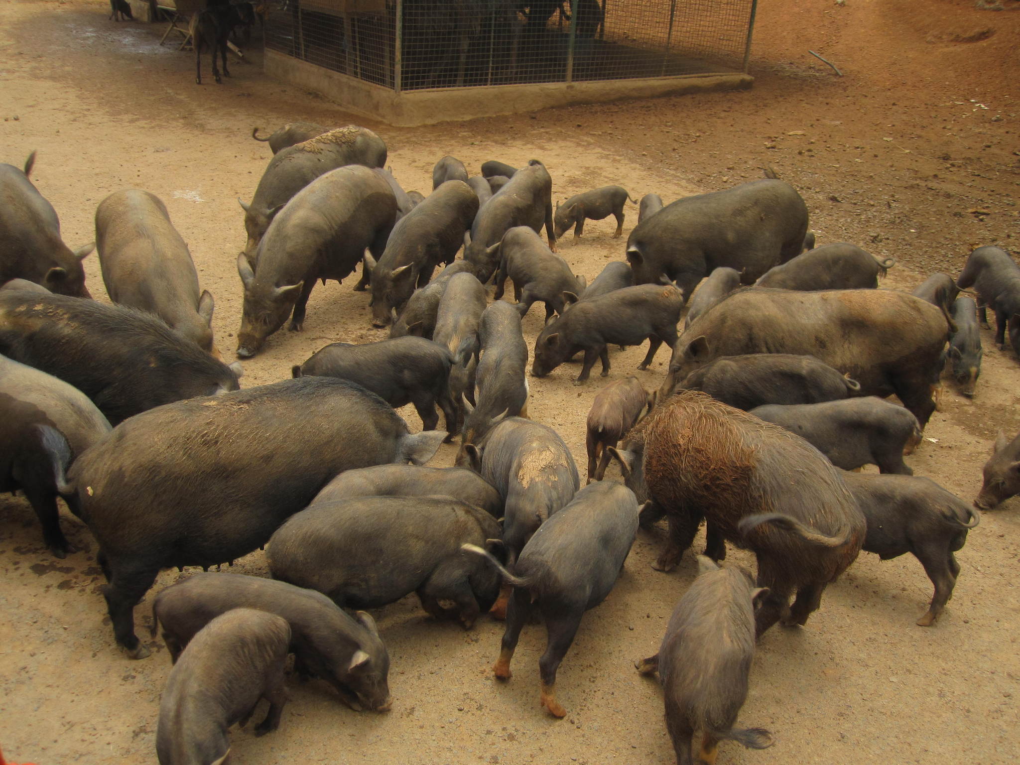  p>巴拉望须猪(学名: i>sus ahoenobarbus /i>):是猪科猪属的 a href=