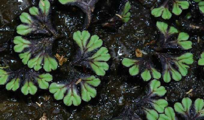 fluitans)又称纤细钱藓,漂浮在浅池,带状,绿色,有分枝,宽约0.