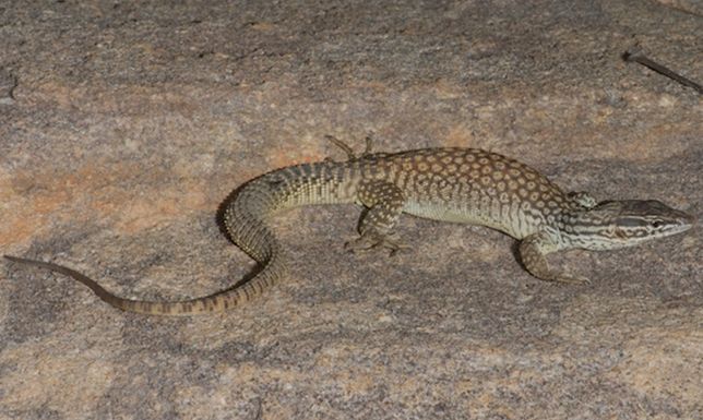  p>刺尾巨蜥(学名: i>varanus primordius /i>)是 a href="#" data