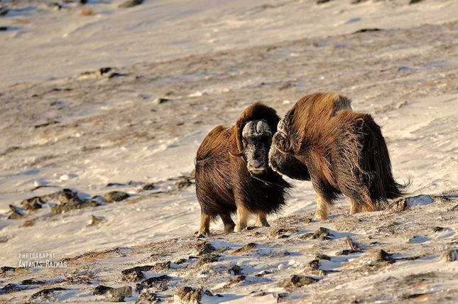  p>麝牛(学名: i>ovibos moschatus /i>):偶蹄目,牛科,麝牛属下的一种