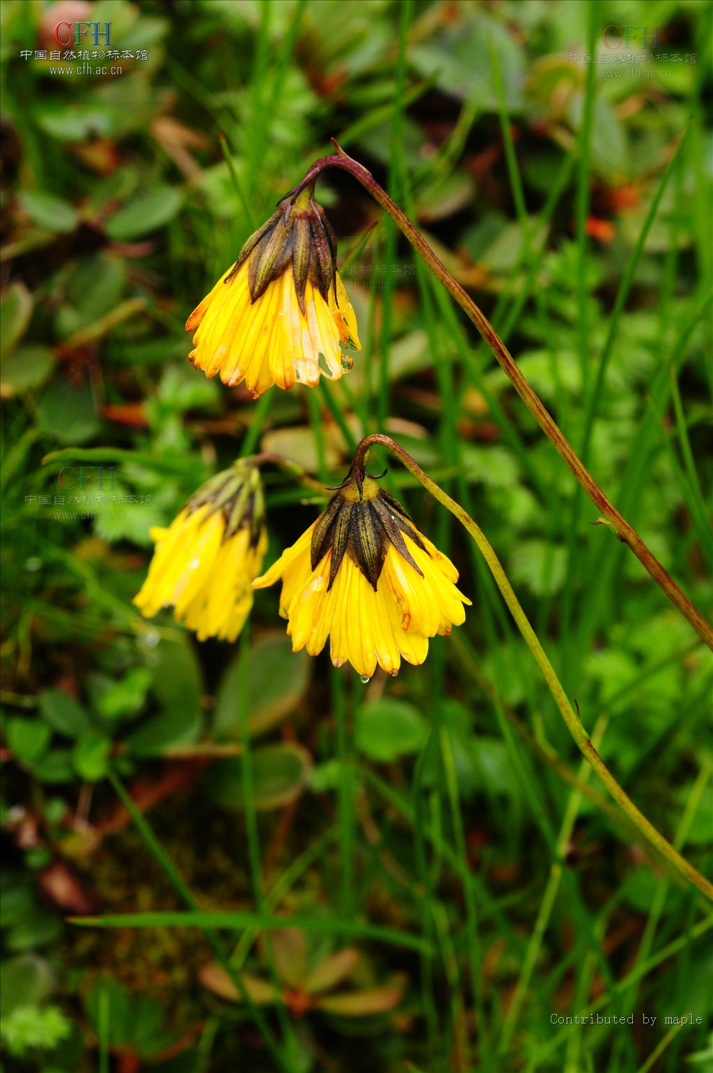  p>垂头菊,菊科垂头菊属的植,多年生草本植物.