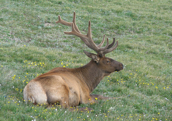  p>加拿大马鹿(学名: i>cervus canadensis canadens
