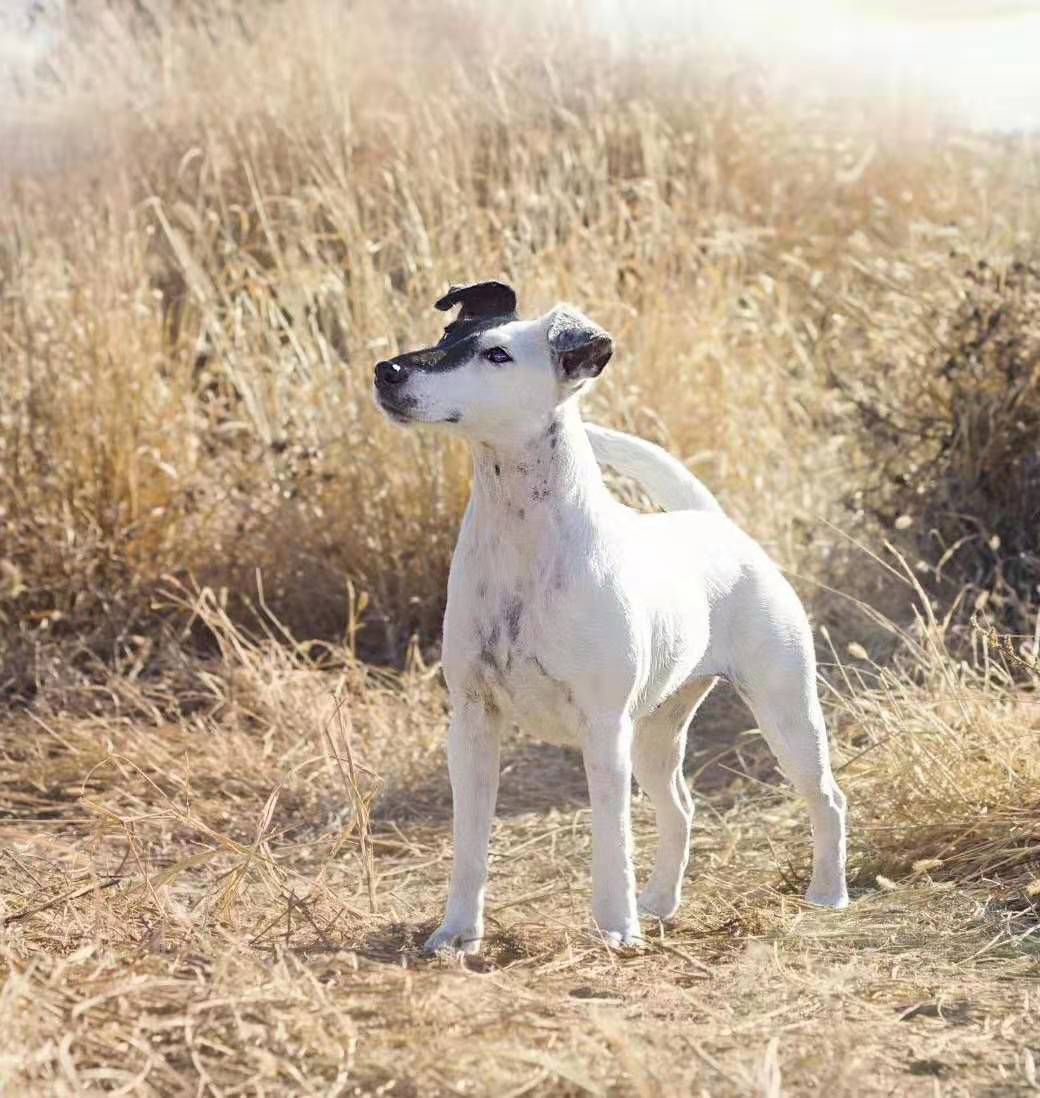  a href="#" data-lemmaid="1238596">刚毛猎狐梗 /a>除了毛皮浓密