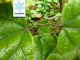 别名:大叶马兜铃,大百解薯,圆叶马兜铃,总管,南蛇藤,拉丁文名