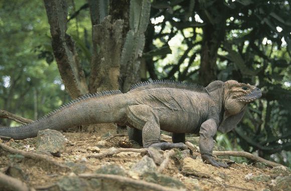  p>犀牛鬣蜥,是在宠物市场中能见度最高的岩鬣蜥属 (cyclura) 成员之