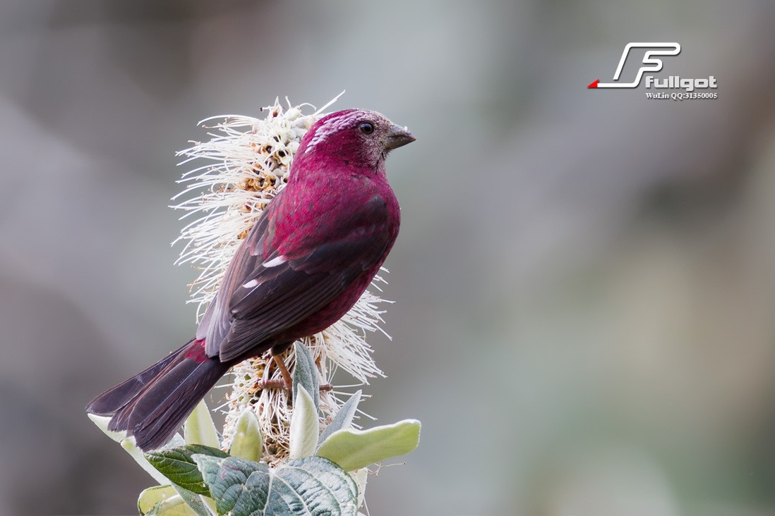 orange-barred willow warbler