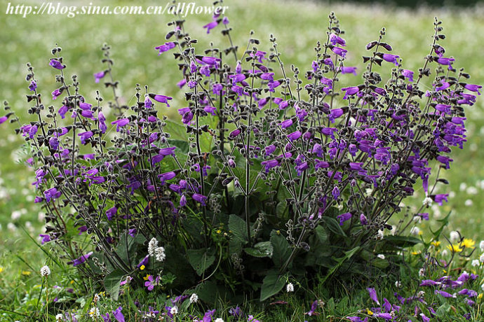 salvia przewalskii maxim.