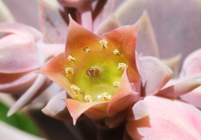  p>紫珍珠(echeveria perle von nürnberg) a target="_blank"