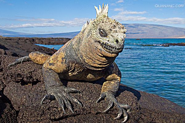 fernandina marine iguana