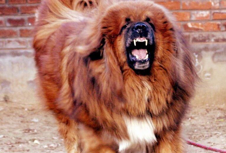  p data-id="gnvez2l6fw">苍猊犬(tibetan mastiff), a target="